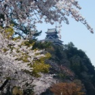 木曽川沿いの北東から見た天守と桜