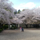 城址碑と桜