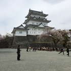 桜に染まる小田原城