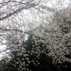 郷土館の桜。