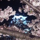 桜越しの天守。