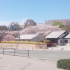 駅前から見た陣屋跡。桜色に染められ。