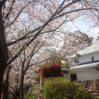 陣屋跡の桜。