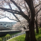 中の池と桜。