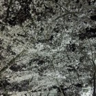 そして夜桜。