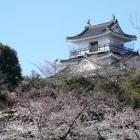 桜に浮ぶ天守閣