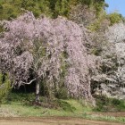 東木戸辺り桜、左上が北郭方面