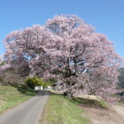 主郭、下腰曲輪に大振り一本桜