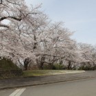 山頂の土塁脇桜並木