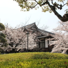 交流センターの桜