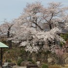 二の丸南面の桜