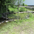 学校内の池