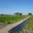 一面菖蒲だらけです(汗)