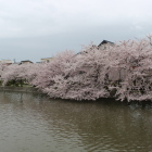 堀跡と桜