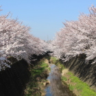 城址碑から東にすぐで綺麗な桜が咲いていま