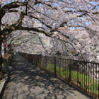 桜のトンネルを通って小沢城方面へ