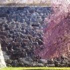 淡路丸の石垣と枝垂桜