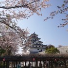 麓の桜と