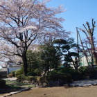 本丸御殿から見る庭の桜