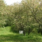 馬舎跡とされる曲輪に緑の桜、御衣黄