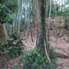フェンスの隙間から撮影