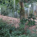 本丸を取り巻く土塁