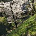 掘と桜と磐梯山。