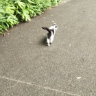 にゃぐにゃぐと説明してくれます。