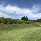 岱崎出丸 土塁