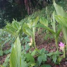 花の名前は分かりません