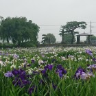 花菖蒲が綺麗