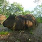 牛伏山だけに伏せ牛像