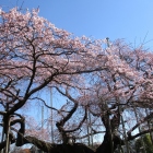 類を見ないくらい良かった枝垂桜