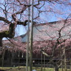 御本堂をバックに枝垂桜