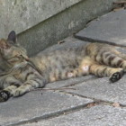 観光客に囲まれてもリラックスなキジ猫