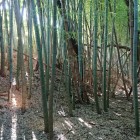 土塁の向こうは浄水場