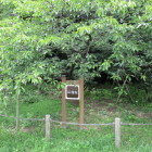 臥龍桜・・・何かお城に関係が？