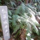 井戸(葉っぱに隠れてました)