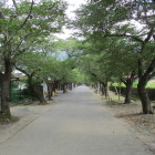 シーズン中なら絶景間違い無しの桜並木