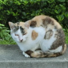 野良猫が多かった