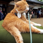 猫城主さんじゅーろー