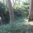 生実神社の空堀