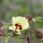 因幡木綿の花