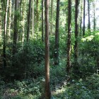 山麓居館跡