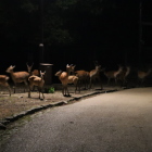 おまけ。夜道の鹿軍団