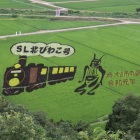 田んぼアート