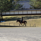 城跡を散歩していた日本在来馬っぽい馬