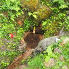 今も湧き出す「樋の水」