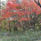 山崎城西側の紅葉