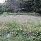中城